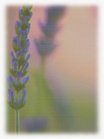 Lavendel by other-view