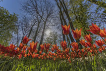 Tulpen I by Markus  Heber