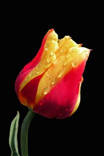 Gelbe und rote Tulpe by Ioana Hraball
