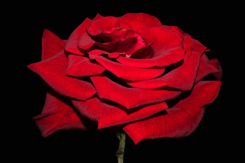 Red-rose-197-gg3