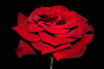 Rote Rose von Ioana Hraball