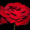 Red-rose-197-gg3