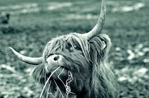 Kuh, Scottischer Highlander,Rind by ivica-troskot