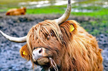 Kuh, Scottischer Highlander,Rind von ivica-troskot