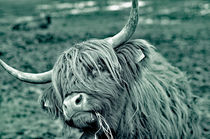 Kuh, Schottischer Highlander Rind von ivica-troskot