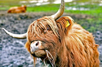 Kuh, Schottischer Highlander Rind by ivica-troskot