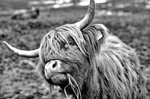 Kuh, Schottischer Highlander Rind von ivica-troskot