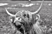 Kuh, Hochlanrid, Schottland by ivica-troskot