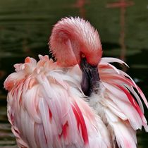 Zwerg-Flamingo by maja-310