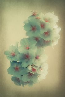 Shades Of Blossom by CHRISTINE LAKE