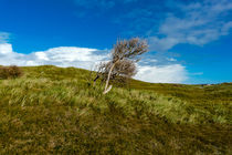 Lonely Tree in the wind on Norderney in Germany by Tobias Steinicke