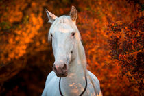 freundliches Pferd in der Herbstabendsonne by Anne-Barbara Bernhard