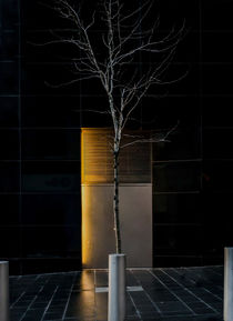 A Tree Grows in the City von James Aiken