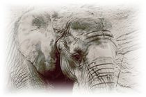 Elefant by maja-310