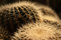 Der Kaktus by Frank Kemper