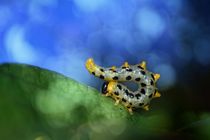 Croesus  Caterpillar by Claudia Evans
