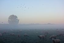 Schafe am Niederrhein im Morgengrauen by Frank  Kimpfel