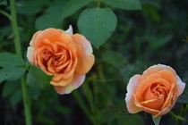 Roses von Mathis Willen
