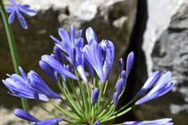 Blaue Pflanze von Mathis Willen