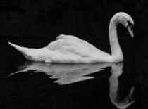 The Swan by jens-schlunder