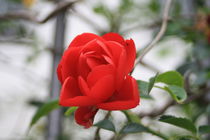 Red rose von Claudia Fröhlich