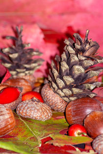 Hazelnuts in arbores autumnales von Michael Naegele