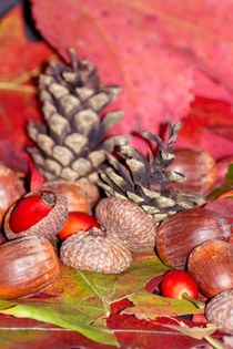 Arbores autumnales modus nucibus pineis oportebit, rosa coxis et hazelnuts von Michael Naegele