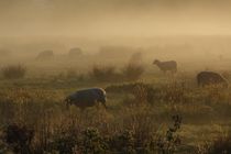 Schafe im Nebel von Frank  Kimpfel