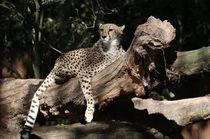 Gepard in der Sonne  by haike-hikes