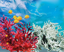 Korallenriff by Irena Wick