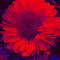Rotes-blumebild-welikeflowers-0021