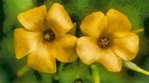 Yellow Flowers von Matthew Boggs