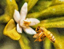 Bee and Blossum von Matthew Boggs