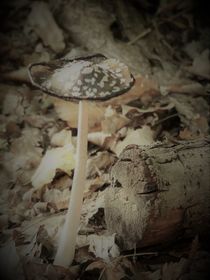 Mushroom in autum von Anja Verzelak