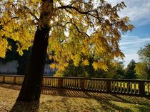 Herbst in Heidelberg  by farbfotografie