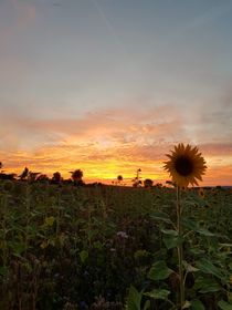 Sonnenblumen im Sonnenuntergang  von farbfotografie