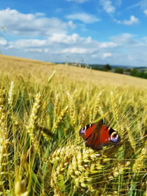 Schmetterling im Feld  von farbfotografie
