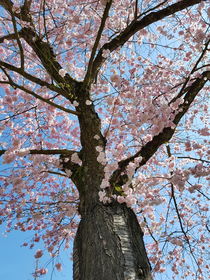 Kirschblüte  von farbfotografie