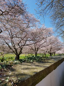 Kirschblüte in Schwetzingen by farbfotografie