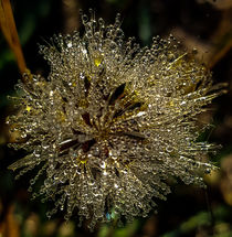 Tautropfen an einer kleinen Pusteblume - Waterdrops on a dandelion von casselfornia-art