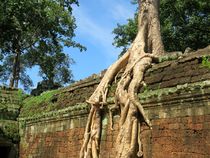 Königreich Kambodscha und Angkor Wat - Ta ProhmUnesco by Mellieha Zacharias