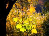 Lodernder Herbst von Regina Raaf