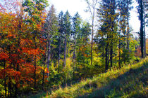 Herbstwald -  forest in fall von M. Ziehr