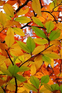 Herbstfarbenrausch by Regina Raaf