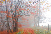 Herbstwald von Regina Raaf