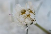 Gänseblümchen im Schnee von Marlise Gaudig