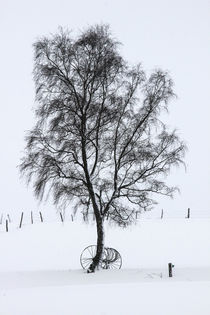 Baum im Schnee von Regina Raaf