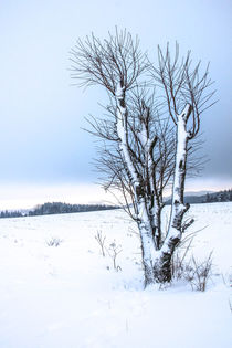 Baum 2 im Schnee von Regina Raaf