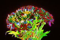 Abstract Flowers by David Toase