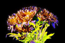 Abstract Flowers by David Toase